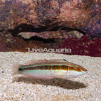 Rainbow Wrasse (click for more detail)