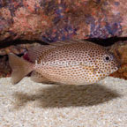 Brown Spotted Spinefoot (click for more detail)