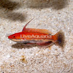 Ruby Longfin Fairy Wrasse (click for more detail)