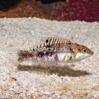 Pearly Wrasse (click for more detail)