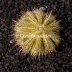 Green Urchin (click for more detail)