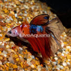 Rosetail Betta (click for more detail)