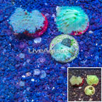 LiveAquaria® Three Pack Cultured Green Cabbage Leather Coral (click for more detail)