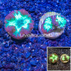 LiveAquaria® Cultured Blastomussa Coral, Two Pack (click for more detail)
