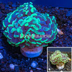 LiveAquaria® Cultured Hammer Coral (click for more detail)