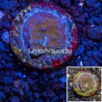 LiveAquaria® Cultured Orange Psammacora Coral (click for more detail)