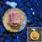 LiveAquaria® Cultured Orange Leptoseris Coral (click for more detail)