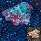 Chalice Coral Australia (click for more detail)