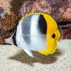 True Falcula Butterflyfish (click for more detail)