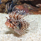 Antennata Lionfish (click for more detail)