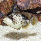 Titan Triggerfish (click for more detail)