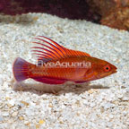 Linespot Flasher Wrasse  (click for more detail)