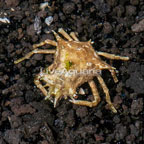 Indonesia Decorator Crab (click for more detail)