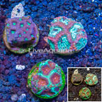 LiveAquaria® Three Pack Cultured Favia Coral (click for more detail)