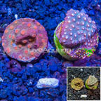 LiveAquaria® Two Pack Cultured Cyphastrea Frag (click for more detail)