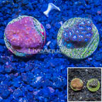 LiveAquaria® Two Pack Cultured Chalice & Leptastrea Coral (click for more detail)