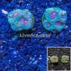 LiveAquaria® Two Pack Cultured Favia Brain Coral (click for more detail)