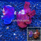 LiveAquaria® Two Pack Cultured Photosynthetic Plating Red & Blue Sponge (click for more detail)