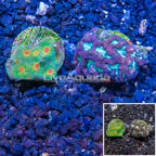 LiveAquaria® Two Pack Cultured Favia Coral (click for more detail)