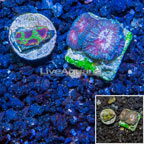 USA Cultured Two Pack Goniastrea & Wolverine Favia Brain Coral (click for more detail)