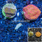 LiveAquaria® Two Pack Cultured Leptoseris Coral (click for more detail)
