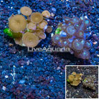 LiveAquaria® Two Pack Cultured Zoanthus and Protopalythoa Coral (click for more detail)