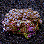 Mean Green and Pink Aurora Colony Polyp Rock Zoanthus Indonesia IM (click for more detail)