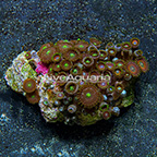 Green Eye and Wham'n Watermelon Colony Polyp Rock Zoanthus Indonesia SM (click for more detail)