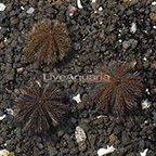 Blue Tuxedo Urchin (3-Lot) (click for more detail)
