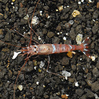Red Tiger Cleaner Shrimp (click for more detail)