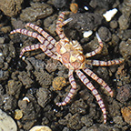 Pom Pom Crab (click for more detail)