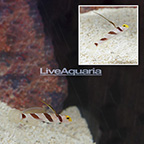 Hi Fin Red Banded Goby (Bonded Pair) (click for more detail)