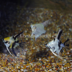 Assorted Angelfish (Group of 3) (click for more detail)