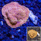 LiveAquaria® Cultured Pavona Coral (click for more detail)