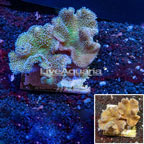 Toadstool Leather Coral Australia  (click for more detail)