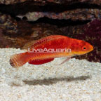 Blue Throat Fairy Wrasse (click for more detail)