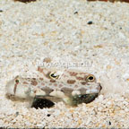 Two Spot Goby (click for more detail)