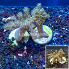 LiveAquaria® Two Pack Cultured Pineapple Tree Coral (click for more detail)