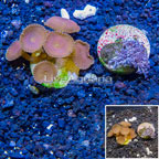 LiveAquaria® Two Pack Cultured Pom Pom Xenia and Protopalythoa Coral (click for more detail)