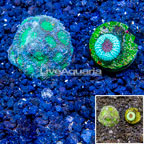 LiveAquaria® Two Pack Cultured Acanthastrea Echinata and Goniastrea Coral (click for more detail)