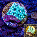 LiveAquaria® Cultured War Coral (click for more detail)