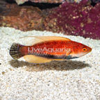 Threadfin Fairy Wrasse (click for more detail)