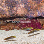 Hector's Goby, Trio (click for more detail)