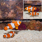 Wild Caught Ocellaris Clownfish, Pair (click for more detail)