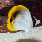 Falcula Butterflyfish (click for more detail)