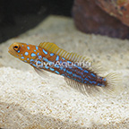 Blue Spotted Jawfish [Blemish] (click for more detail)