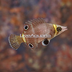 Yellow Banded Possum Wrasse (click for more detail)