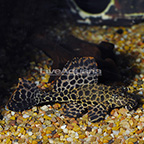 Colombian Spotted (L-165) Plecostomus [Blemish] (click for more detail)