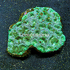 Dipsastraea Brain Coral Indonesia (click for more detail)