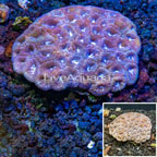 Dipsastrea Brain Coral Australia (click for more detail)